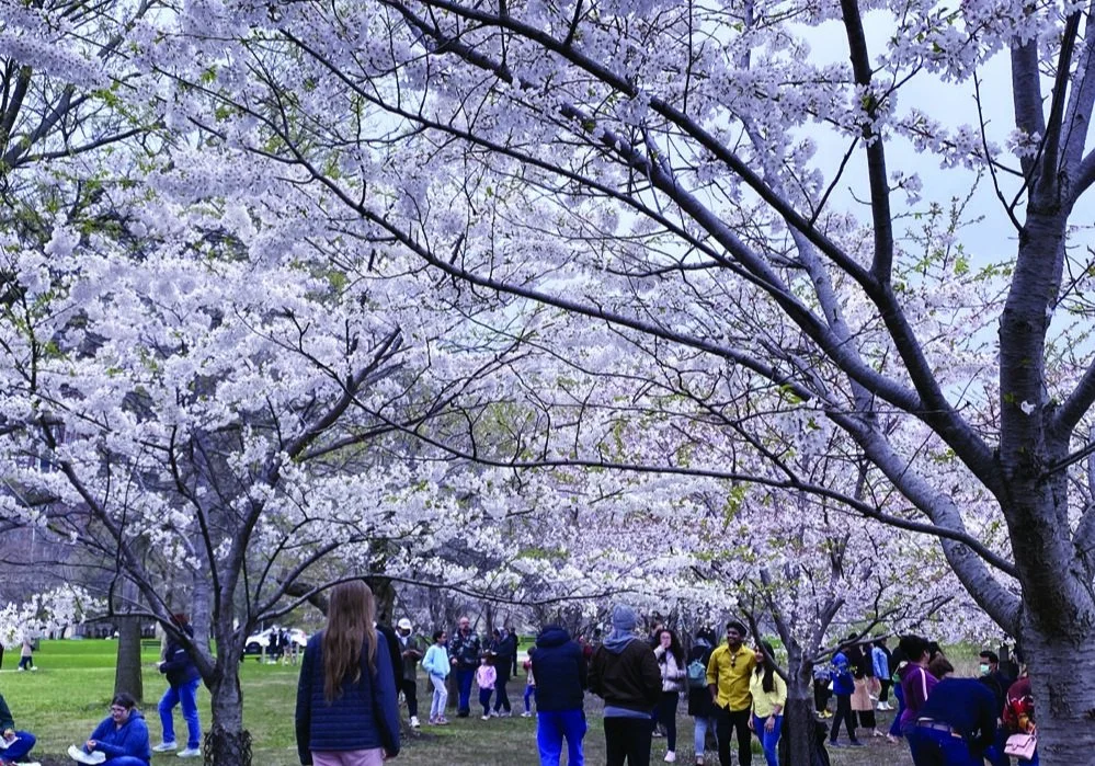 Garden of the Phoenix Offers the First Cherry Blossom Viewing
